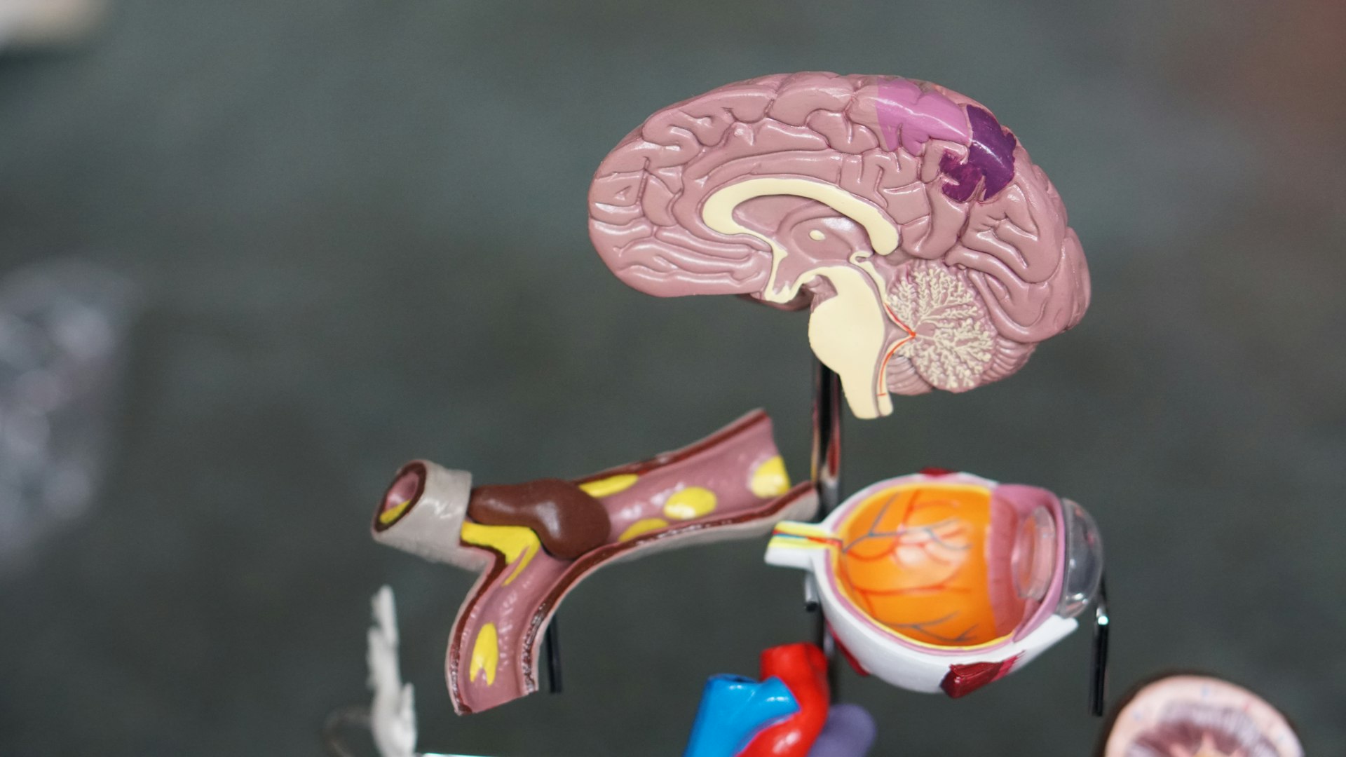 Unlocking Learning Potential: The Science and Strategies of Neuroeducation & Brain-Based Learning