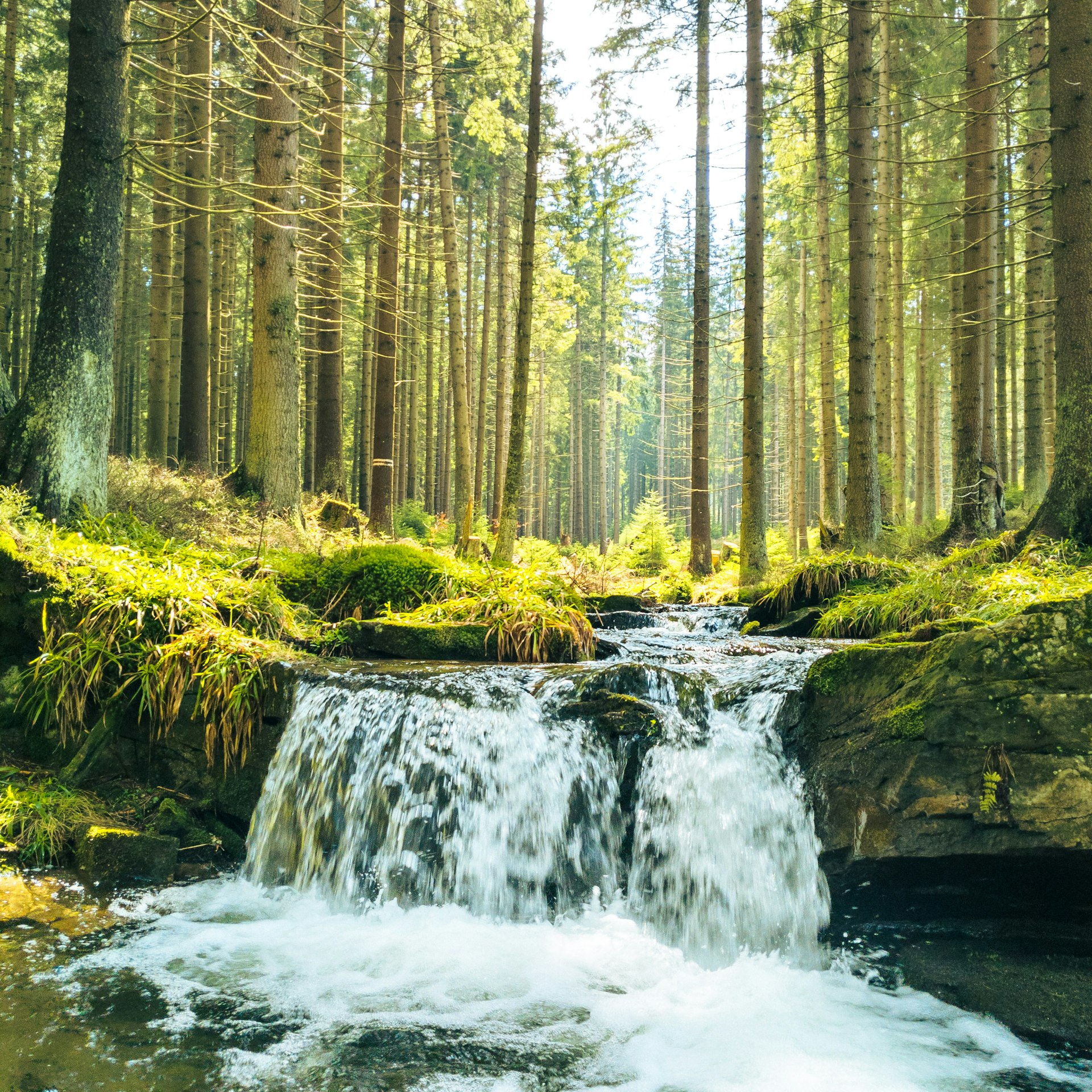 How Forest Bathing Supports Stress Relief: Science, Benefits, and Practical Guidance