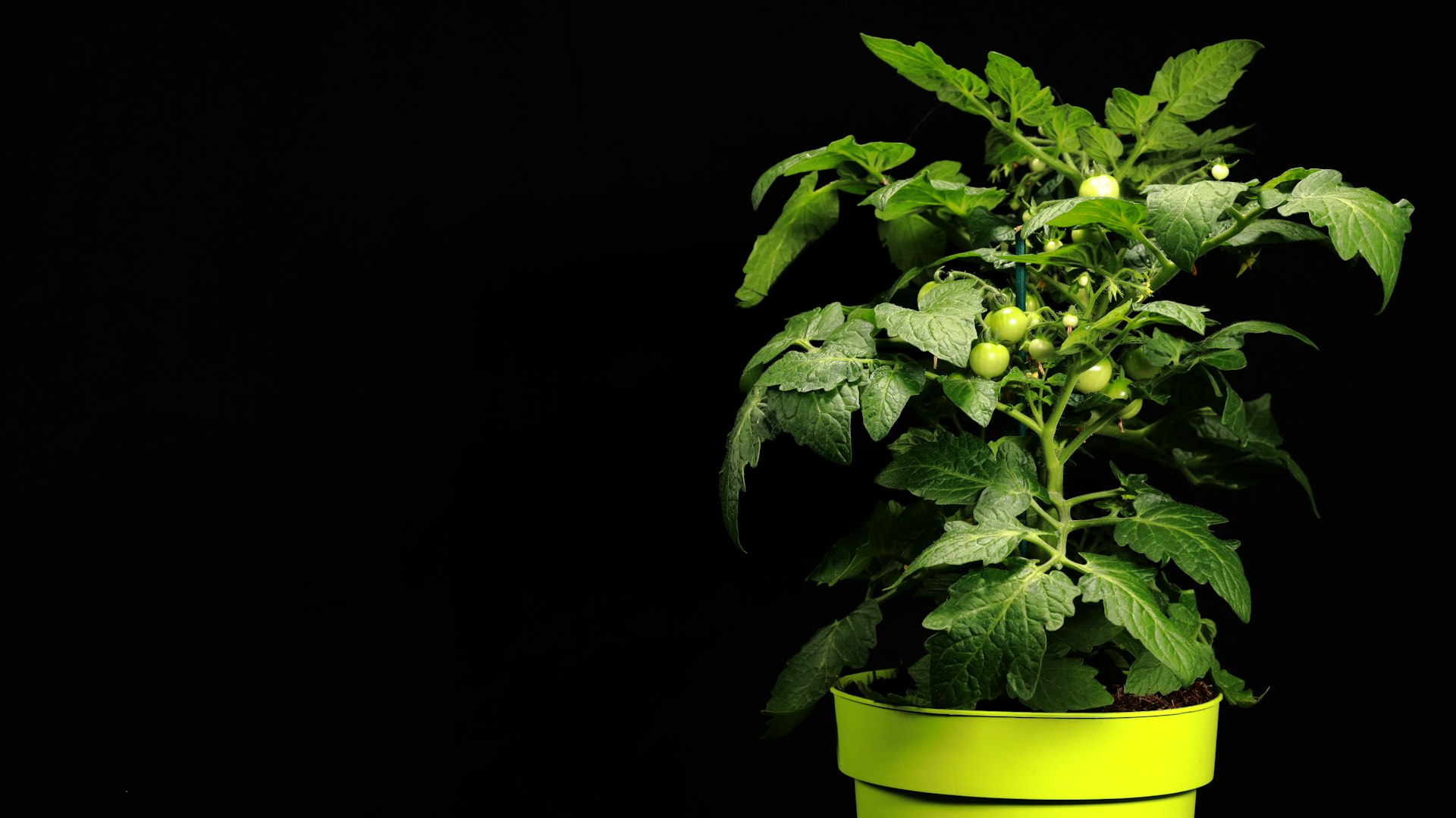 How Plant-Powered Lifestyle Transformations Improve Health and Well-Being
