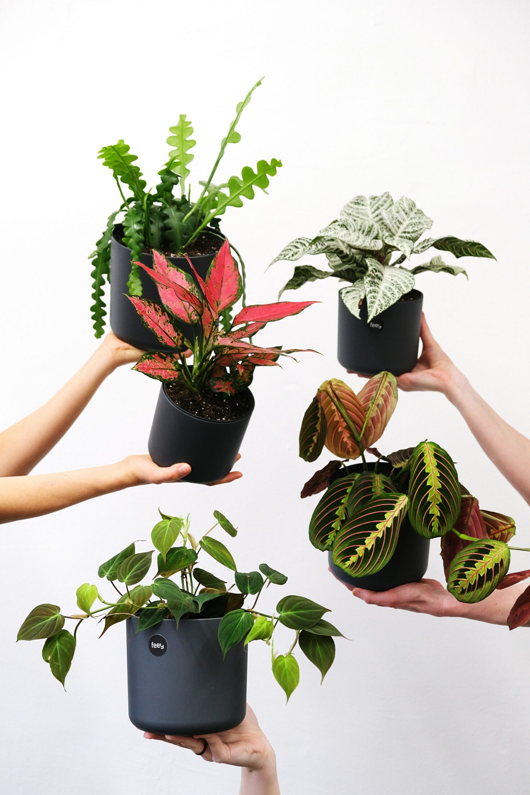Plant-Based Lifestyle Choices: A Comprehensive Beginner's Guide to Thriving on Plants
