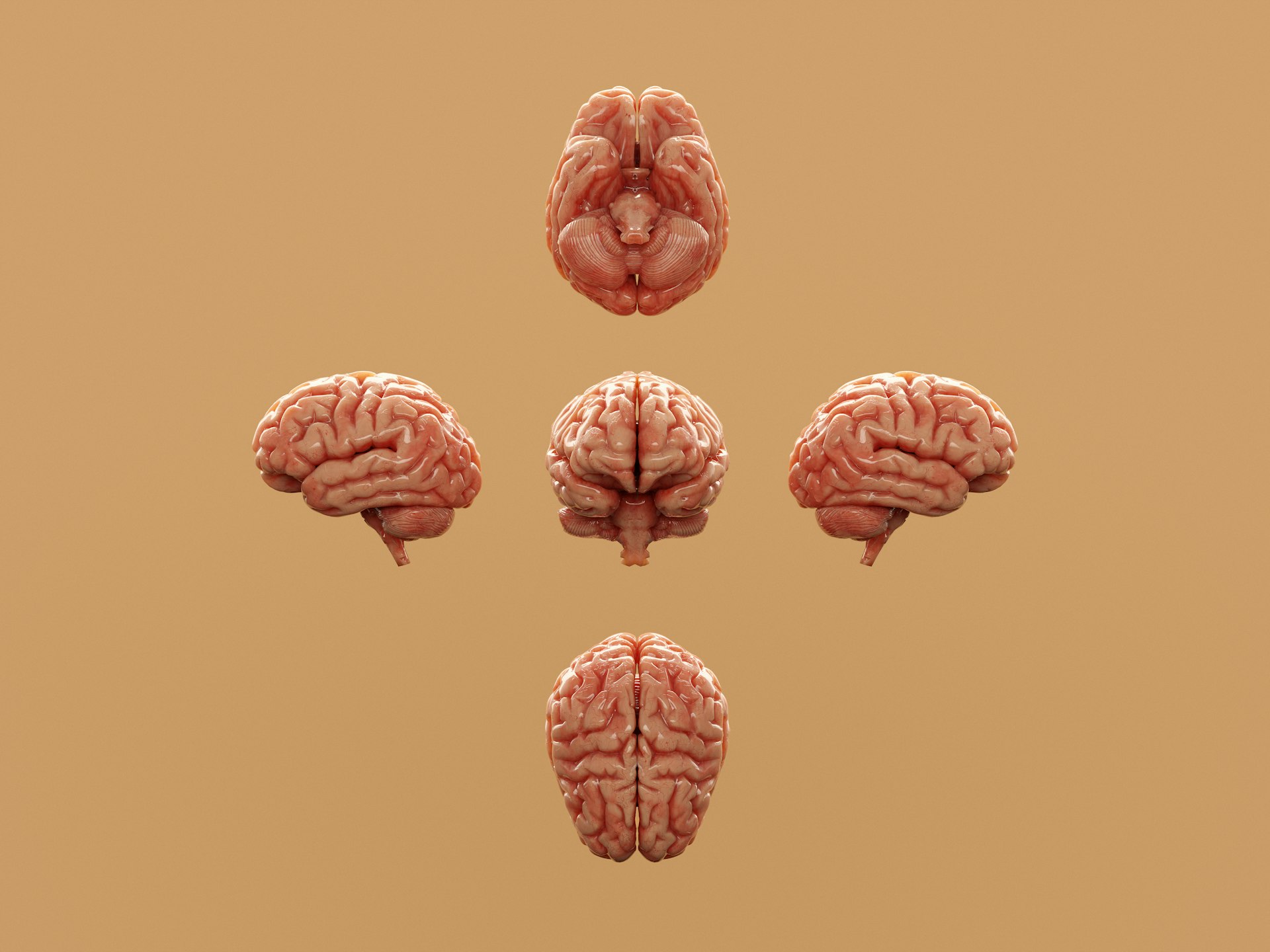 Navigating Mental Clarity: Practical Steps to Support Cognitive Function