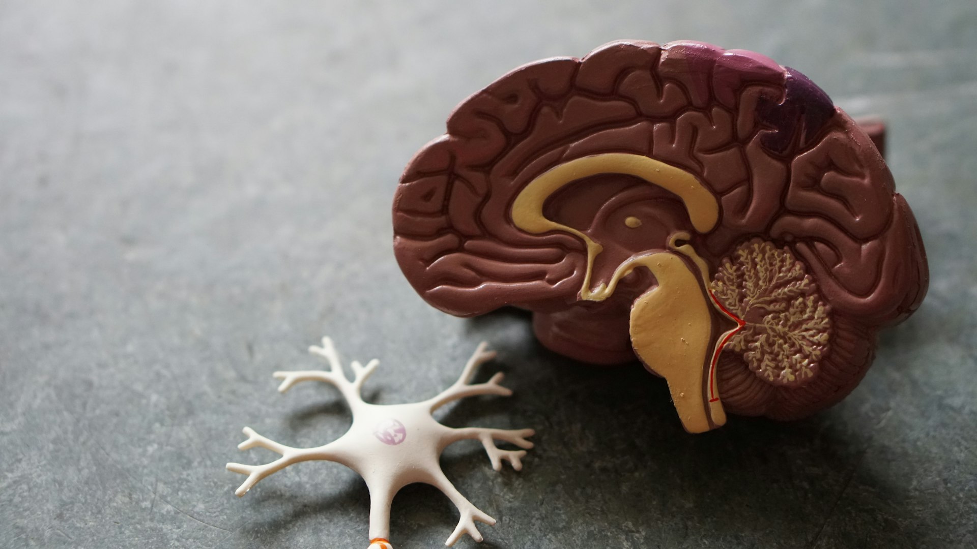 Practical Daily Habits to Support Long-Term Cognitive Health